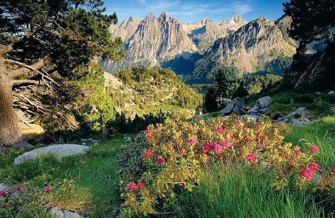 un champ d'herbe avec des fleurs roses et des montagnes en arrière-plan.