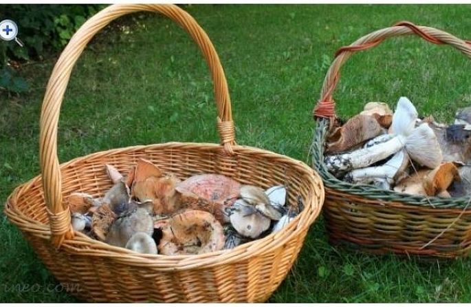 dues cistelles de vímet plenes de bolets estan assegudes a l'herba.