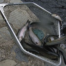 FERME PISCICOLE DE TAVASCAN