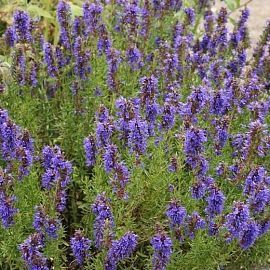 HERBES DES HAUTES PYRÉNÉES