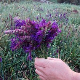 HERBES DES HAUTES PYRÉNÉES