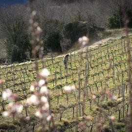 BATTLLIU DE SORT WINERY