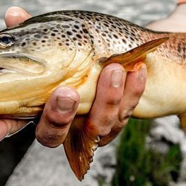 FERME PISCICOLE DE TAVASCAN