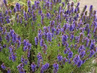 HERBES DES HAUTES PYRÉNÉES