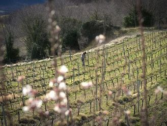 DOMAINE VIGNOBLE BATTLLIU DE SORT